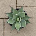Agáva (Agave parryi) ´PARRYI ´ - výška 10-20 cm, ⌀ 20-30 cm, kont. C3L (-20°C)